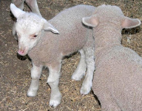 Lamb